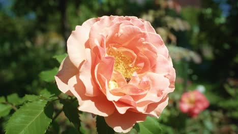 honey bee walking on rose flower and looking for pollen