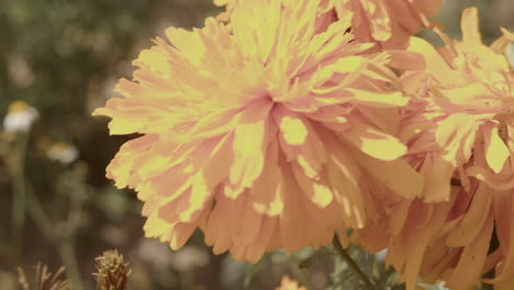 nahaufnahme einer mexikanischen blume, marigold, cempasuchil