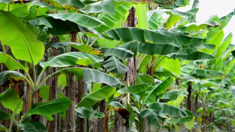 standbilder aus dem inneren einer kommerziellen bananenplantage in costa rica während der regenzeit