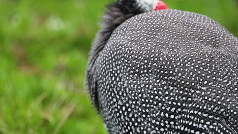 aves de indias que se mueven en zonas de hierba