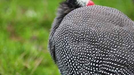 guinea fowl moving in grassy area