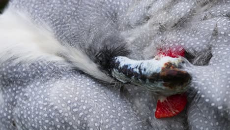 guineafowl preening feathers in close-up view