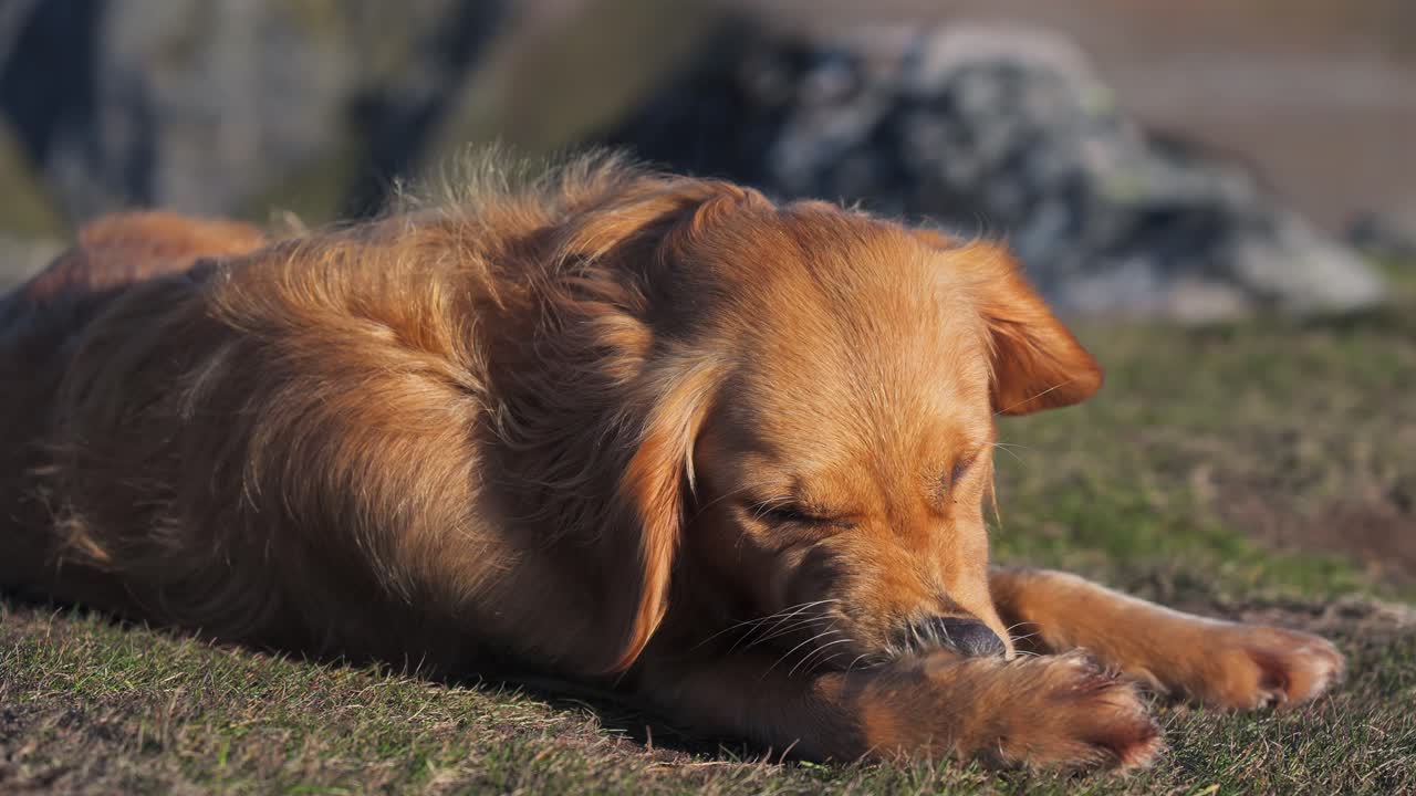 Golden retriever resting on the ground with a relaxed and peaceful expression