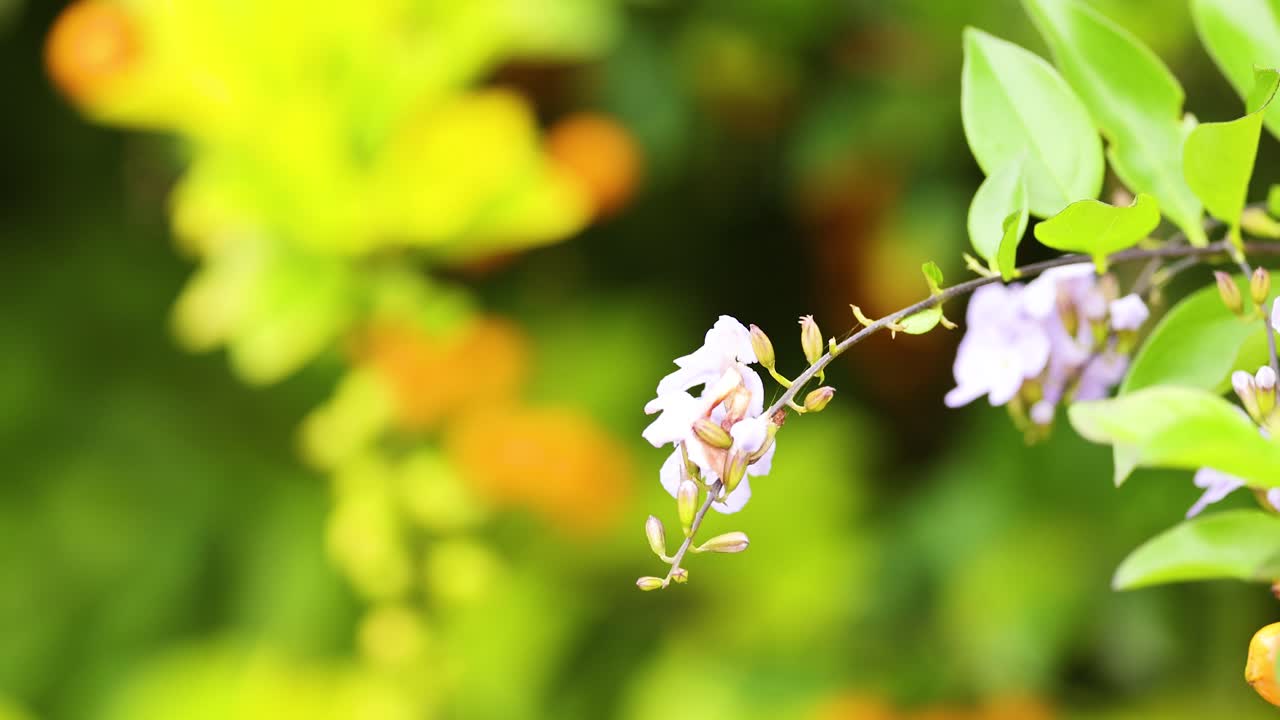 Close-up of Duranta erecta flowers with vivid green and orange background, captured in natural sunlight at Coffs Harbour