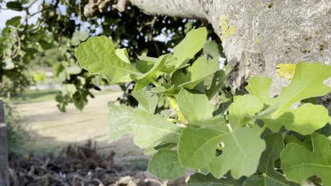 gorgeous fig tree under sun in windy day at lonoa, galicia, spain