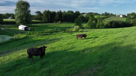 group of black cows and cattle on grass field on american farm. aerial view. sunny day in summer season. traditional farmstead in america. peaceful animals grazing on meadow