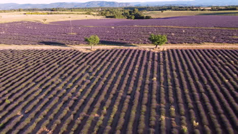Valensole-lavender-field-aerial-view-in-Provence,-France