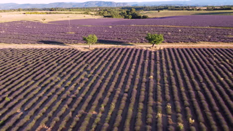 vista aérea del campo de lavanda valensole en provenza, francia