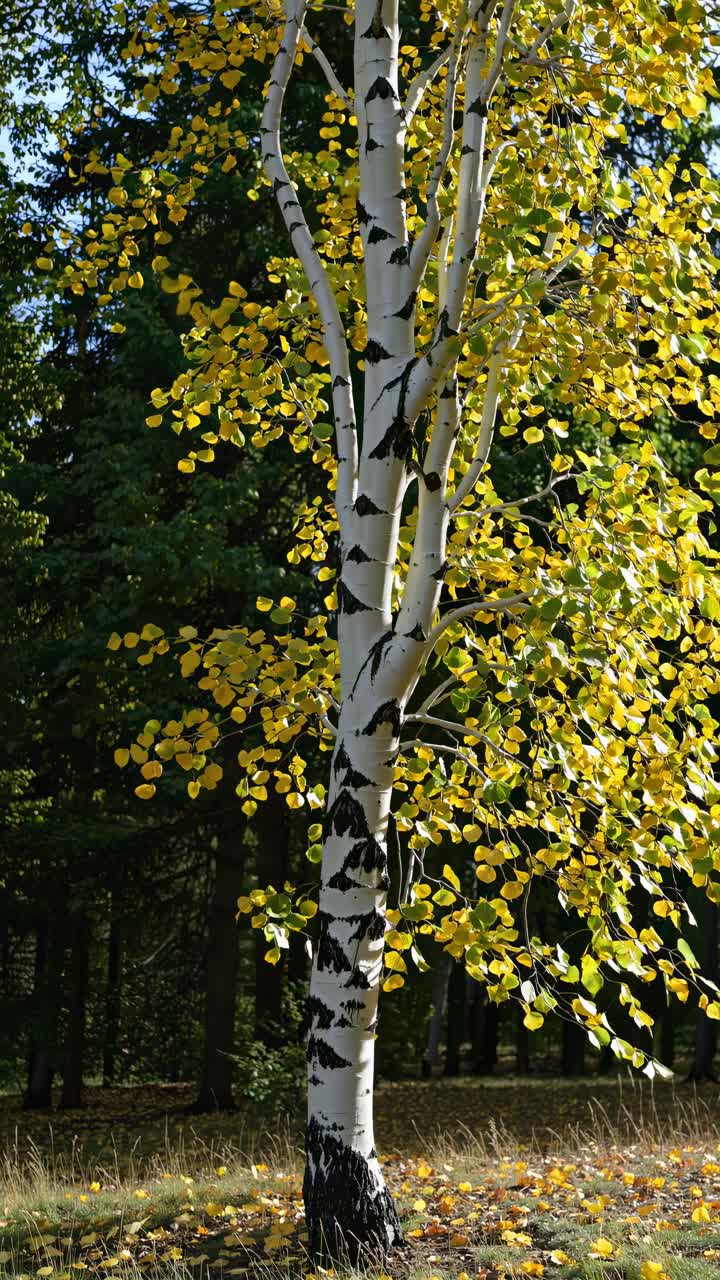 A vibrant birch tree with yellow leaves captured from a low-angle, emphasizing its height