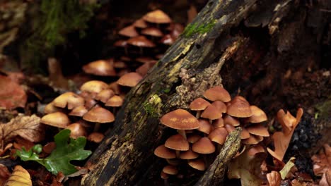 4k zoom towards drying mushroom from a macro perspective