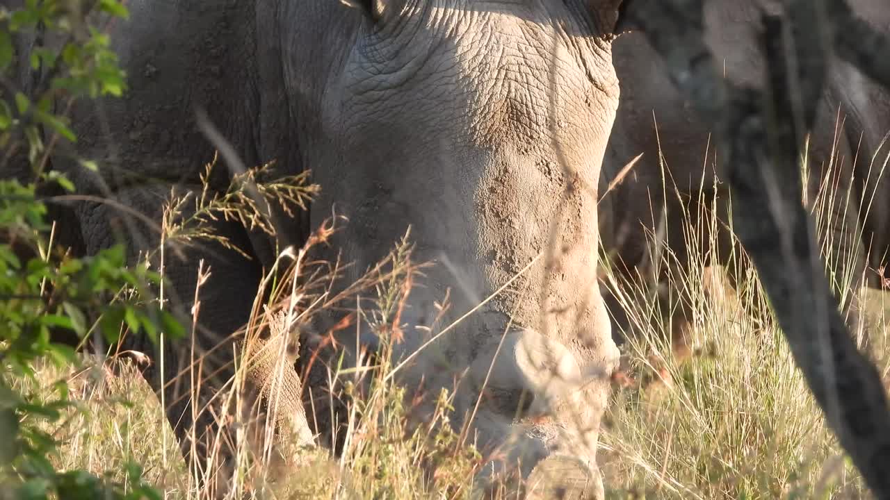 어린 새끼 들 과 함께 먹이 를 먹는  ⁇  코 ⁇ 소