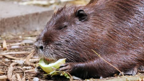 un castor de pantano marrón come verduras