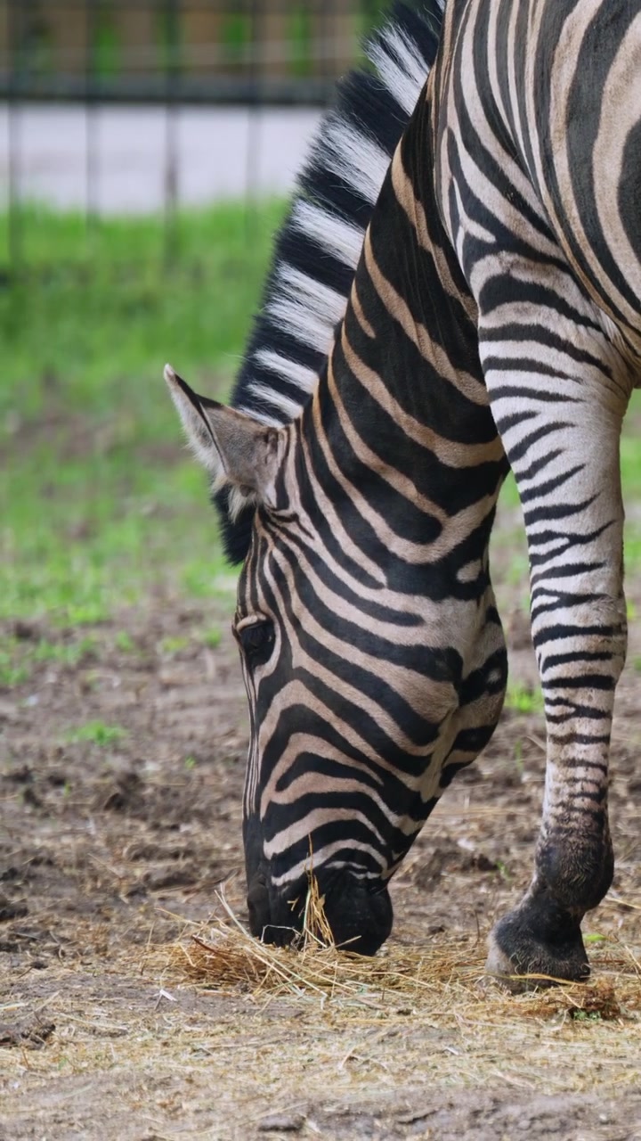 Primo piano della vista posteriore di una zebra che evidenzia il suo motivo a strisce unico mentre si trova vicino a un'area di alimentazione.