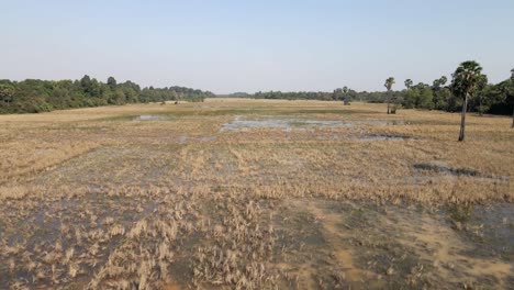 antena: pastizales secos recientemente inundados en la zona de siem reap de camboya