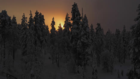 AERIAL:-Silhouette-snow-covered-trees-with-a-glowing-sun-background,-in-Lapland