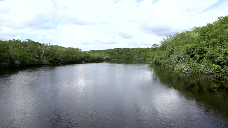 imágenes de drones en los evergaldes en un río