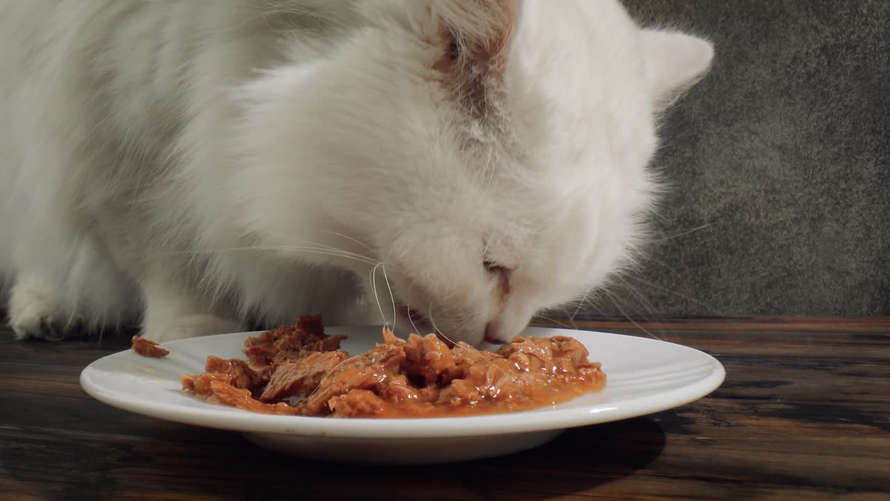 Katze frisst Katzenfutter