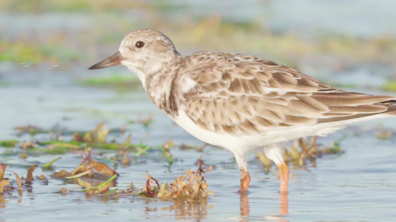 해초를 뒤집고 슬로우 모션으로 해변 해안에서 음식을 찾는 샌드파이퍼