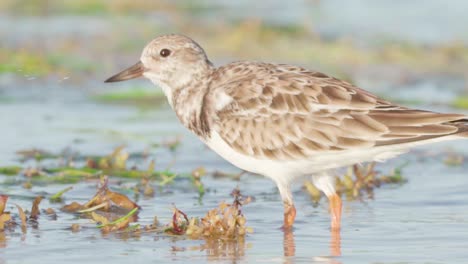 Flussuferläufer,-Der-Algen-Umdreht-Und-In-Zeitlupe-Am-Strand-Nach-Nahrung-Sucht