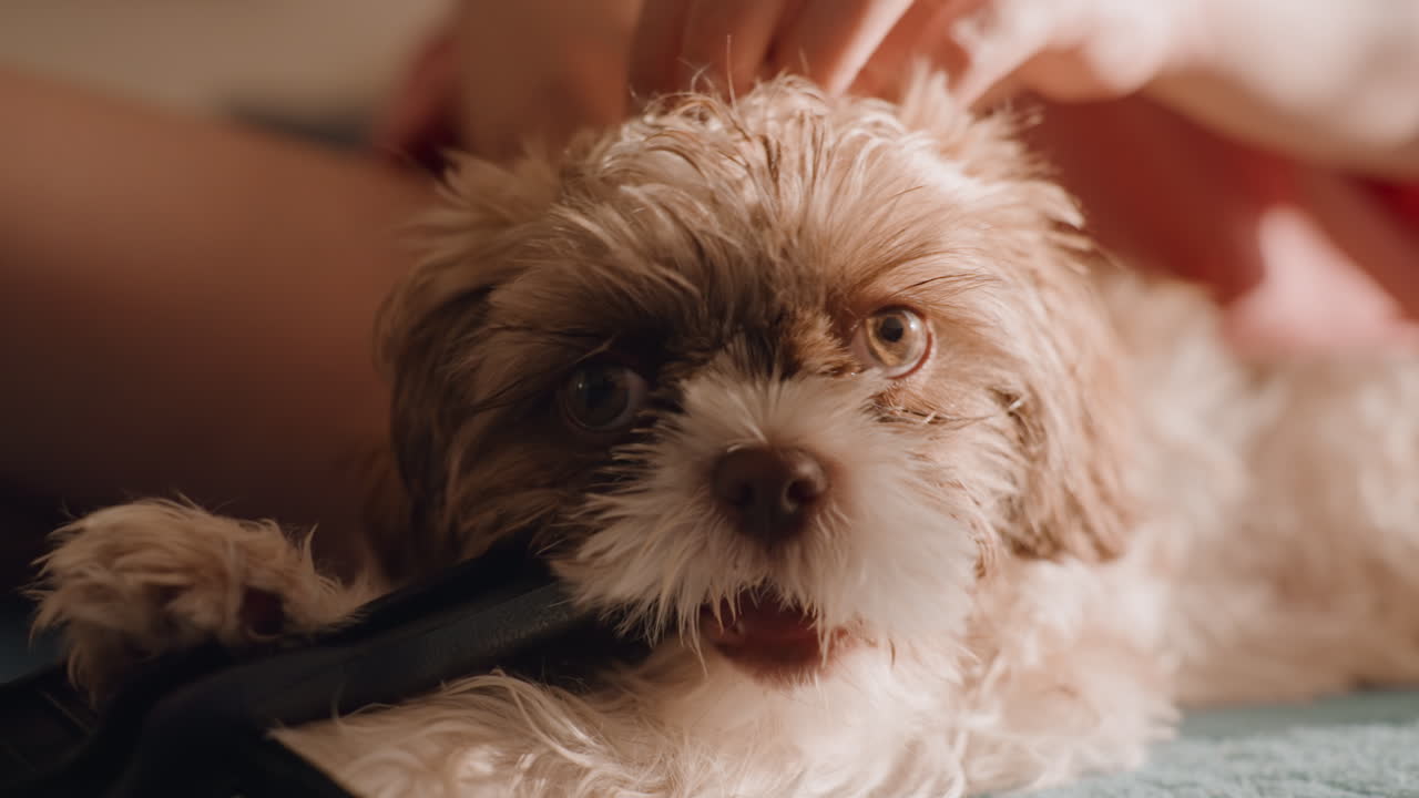 Calm And Affectionate Bonds Develop During Gentle Petting And Mutual Gazes, Dog Exhibits Tranquility As Gentle Touching And Eye Contact Foster Comforting And Trusting Relationships