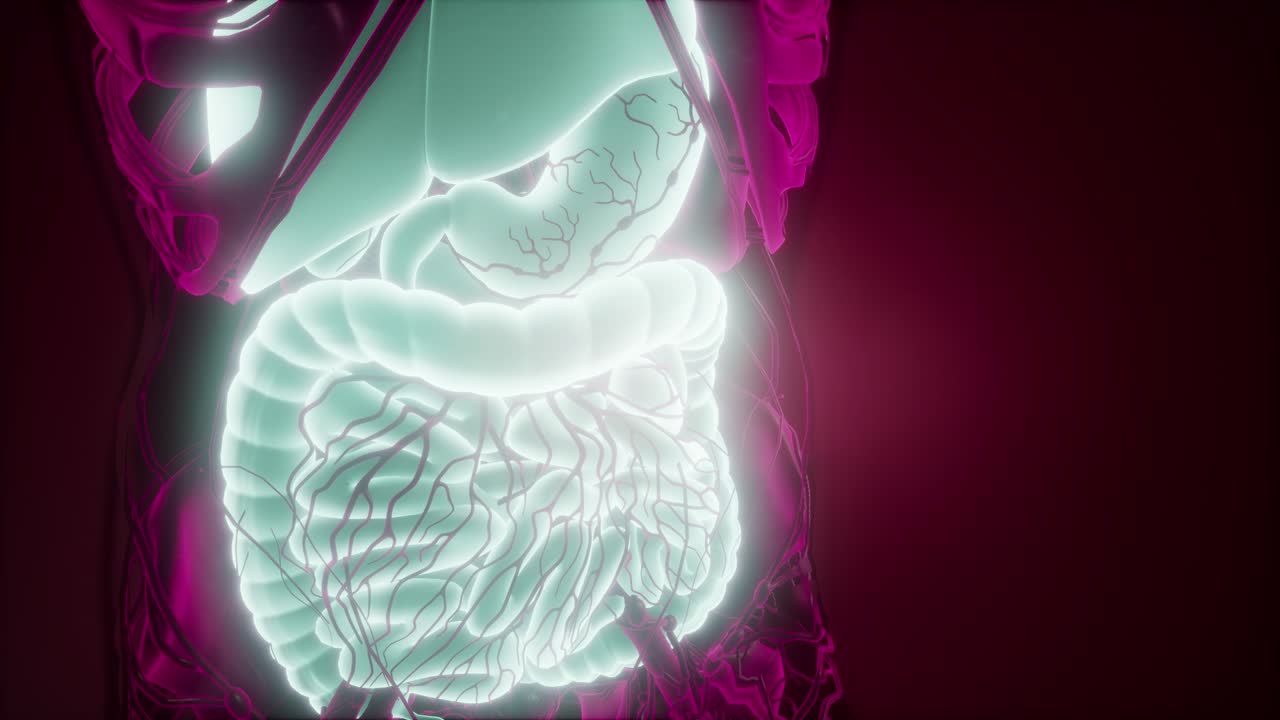 cuerpo humano con sistema digestivo visible