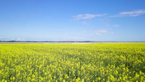 Sobrevuelo-Aéreo-Floreciente-Campo-De-Colza,-Volando-Sobre-Flores-Amarillas-De-Canola,-Idílico-Paisaje-Granjero,-Hermoso-Fondo-Natural,-Soleado-Día-De-Primavera,-Tiro-De-Drones-Avanzando-Bajo