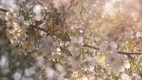 Kirschblütenzeit.-Frühlingsregentropfen-Fallen-Auf-Eine-Kirschblüte.-Aufgenommen-Mit-Super-Zeitlupenkamera-1000-Fps.