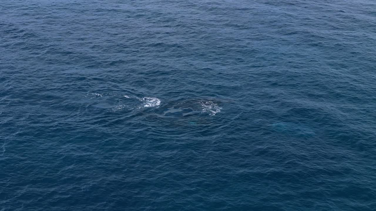 Humpback whales coming up for air along the coast of Margaret River, Western Australia