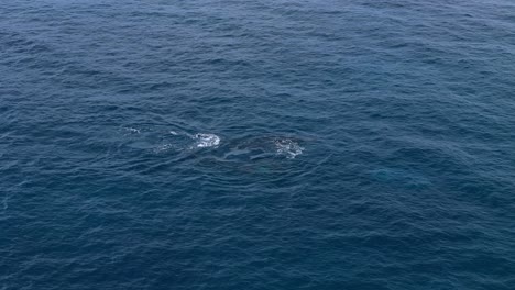 humpback whales coming up for air along the coast of margaret river, western australia
