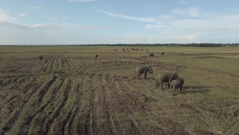 Disparo-Aéreo-De-Drones-Dando-Vueltas-Alrededor-De-Tres-Grandes-Elefantes-Grises-Pastando-En-Una-Tierra-De-Cultivo