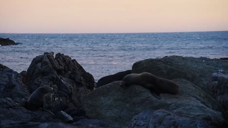 Lobos-Marinos-De-Nueva-Zelanda-Tirados-En-La-Orilla-Sobre-Rocas-Durante-Una-Cálida-Puesta-De-Sol-Naranja