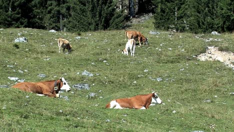 mountain pasture with cows in the bavarian alps near sudelfeld, germany-6