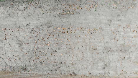 Slow-rising-aerial-footage-over-a-pumpkin-patch-filled-with-growing-pumpkins-beside-a-road-in-late-autumn-just-outside-of-Ottawa