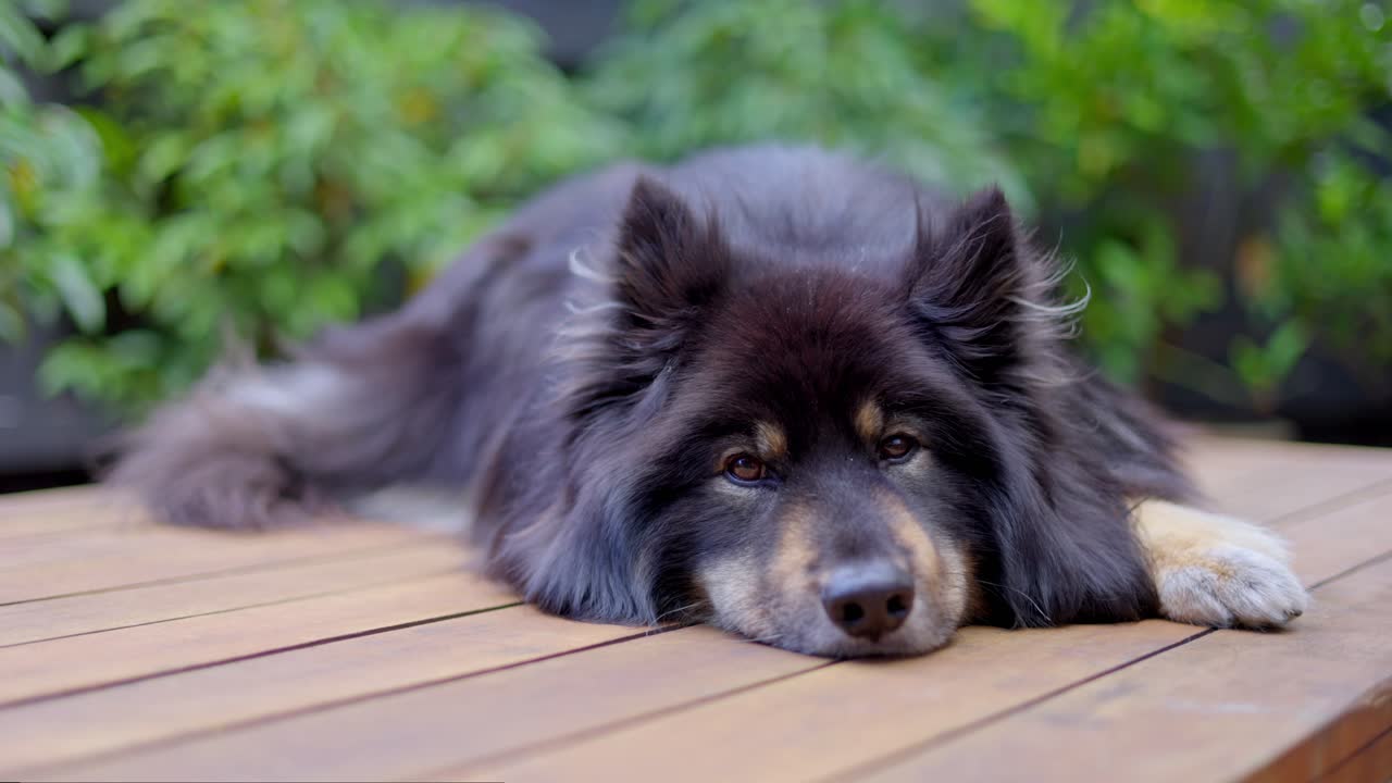 Finnish Lapphund dog resting on wooden outdoor table lying down and looking sleepy and relaxed beautiful with warm fur coat shallow focus close up shot black and brown color