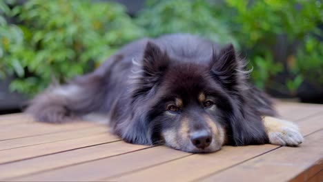 Perro-Lapphund-Finlandés-Descansando-Sobre-Una-Mesa-De-Madera-Al-Aire-Libre-Acostado-Y-Luciendo-Somnoliento-Y-Relajado,-Hermoso-Con-Abrigo-De-Piel-Cálido,-Enfoque-Superficial,-Primer-Plano,-Color-Negro-Y-Marrón