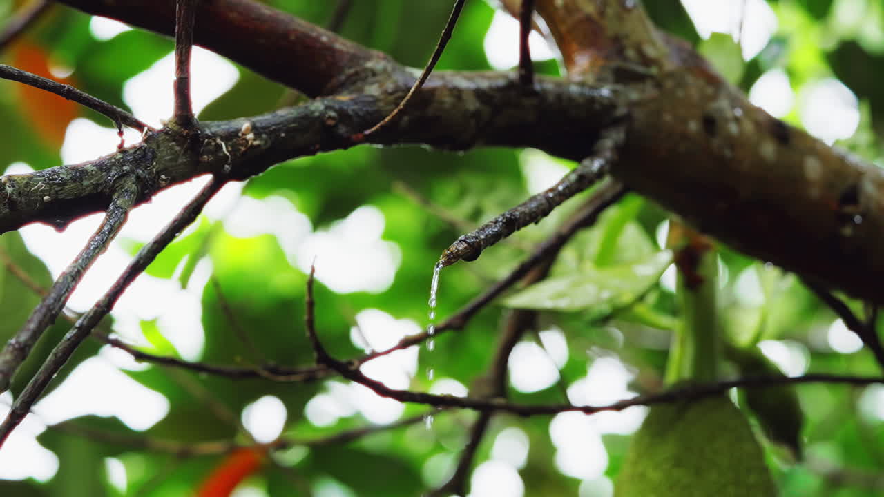 gotas de lluvia goteando desde la punta de una rama de árbol