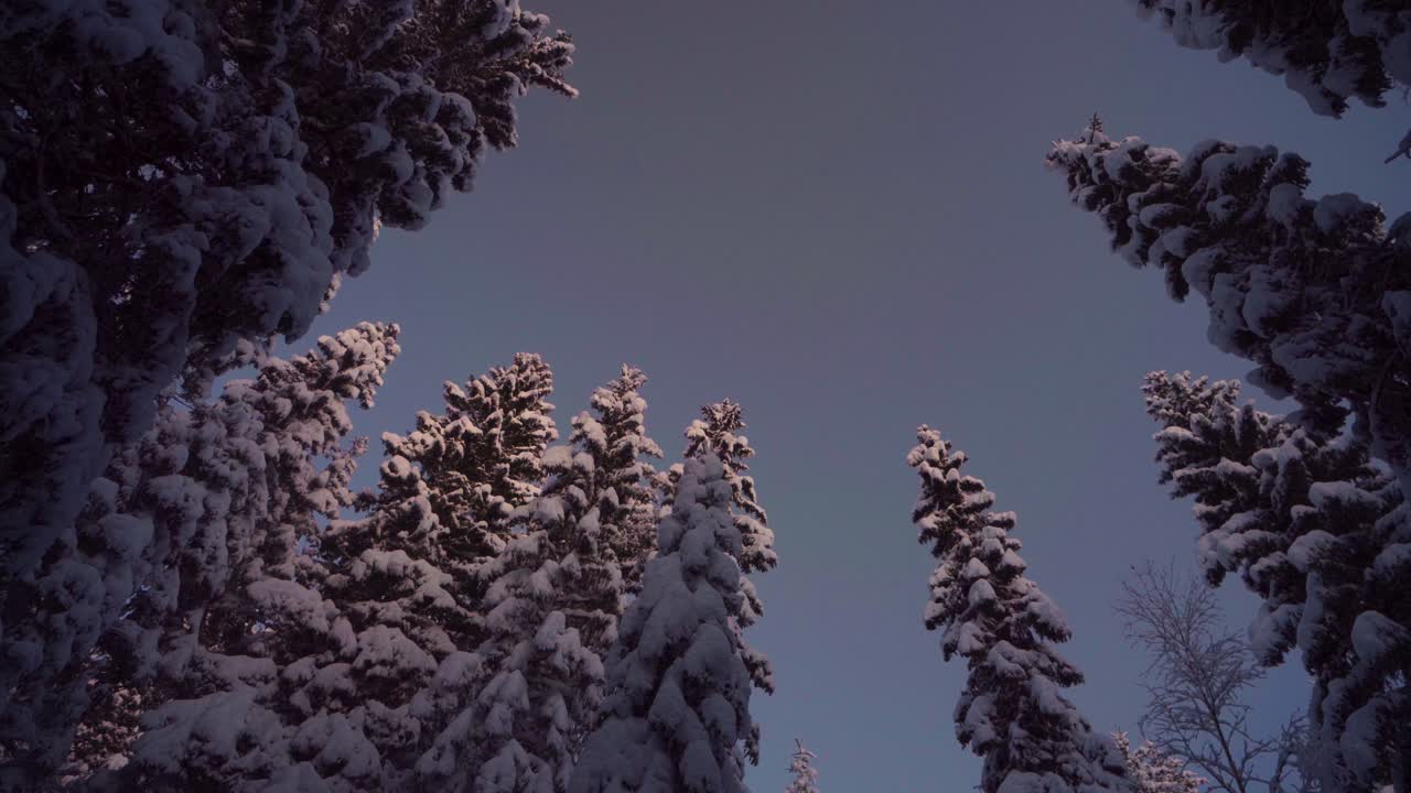 вид сверху через еловый лес с деревьями, покрытыми плотным снегом в индре фосен, норвегия - наклон вниз