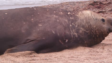 el macho de la foca elefante del sur galumpando en cámara lenta en la costa mientras sale del mar para descansar