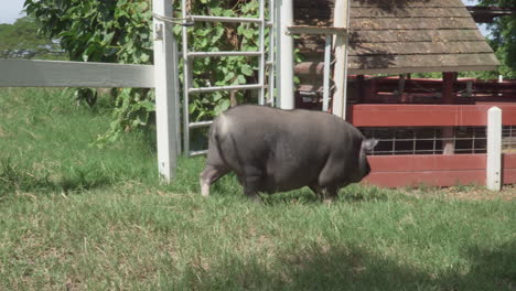 pot-bellied pig wagging it's tail and walking through the grass on a sunny day