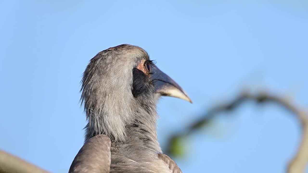 Un Bucero grigio indiano appollaiato con calma manifesta il tipico comportamento arboreo.