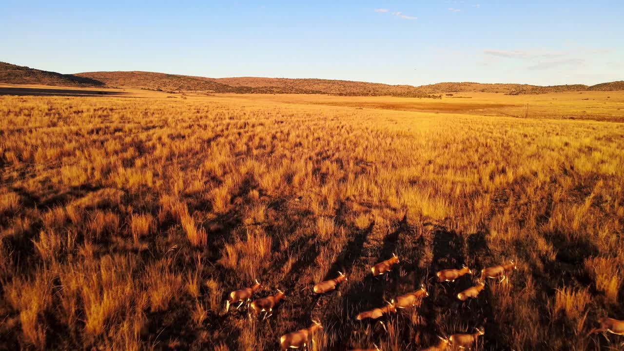 Scenic view of a herd of Antelope from above, in the wild of Africa, golden sunrise colours - South Africa
