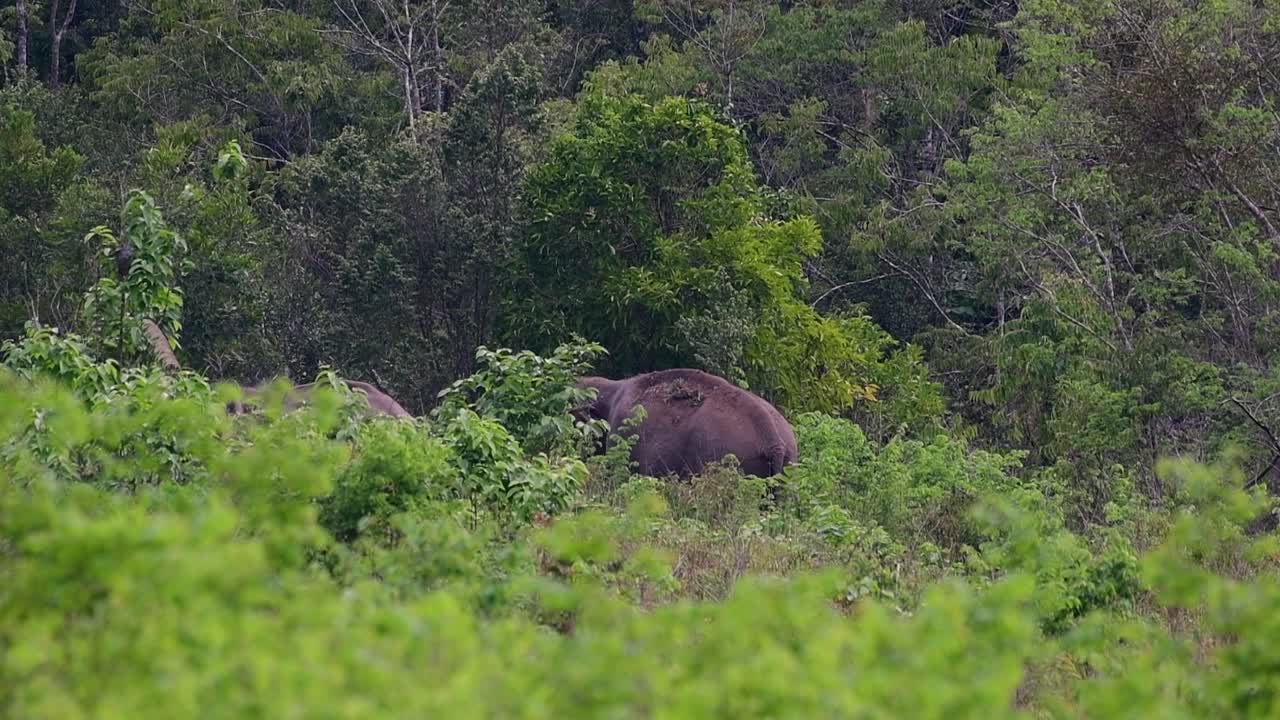 Aasian norsut ovat uhanalaisia lajeja ja elävät myös Thaimaassa