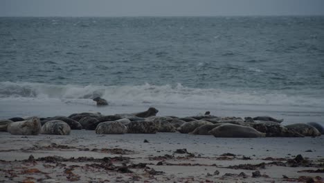 colonia de focas salvajes en la costa del océano tormentoso, vista estática de distancia