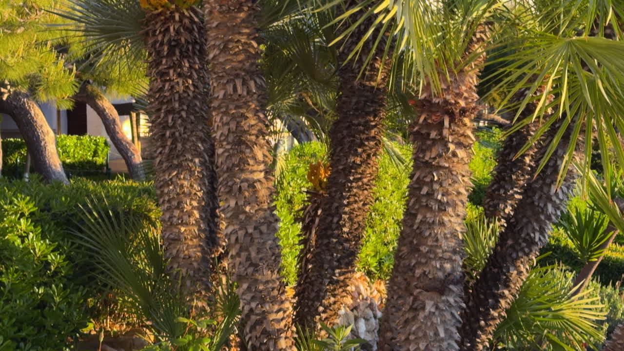 Smooth upward camera movement capturing textured palm trunks and fan-shaped leaves surrounded by lush Mediterranean landscaping in golden sunrise light