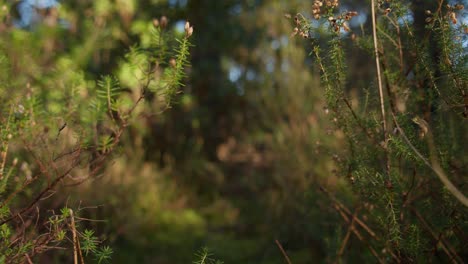 Biosistema-Vibrante-De-Plantas-Forestales-En-Un-Día-Soleado,-Cierre-La-Vista-Delantera-Del-Carro