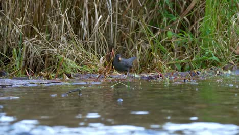 American-dipper-successfully-diving-and-catching-salmon-eggs-on-river-were-salmon-spawn,-North-America