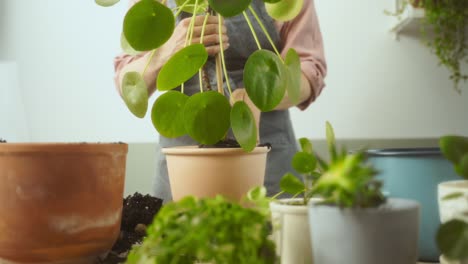 la mujer de la cosecha trasplanta la planta del dinero chino