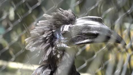 close up hornbill look around in the cage.