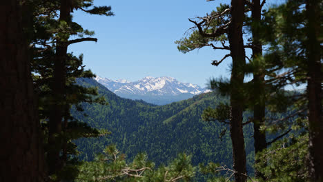 Wide-angle-view-of-snowy-kavkaz-mountains-through-pine-tree-foreground