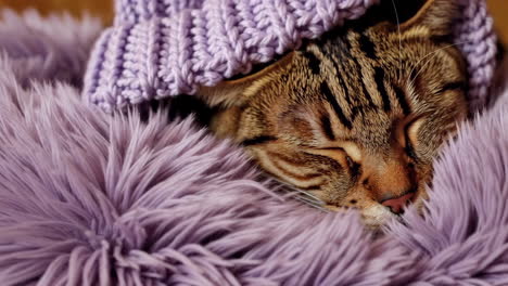 sleepy cat wearing a knitted hat